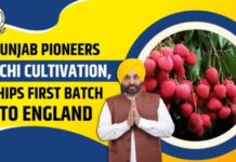 यूपी-उत्तराखंड को पछाड़कर पंजाब बना लीची हब: भगवंत मान सरकार ने खोला निर्यात का रास्ता, किसानों का मुनाफा 5 गुना बढ़ा